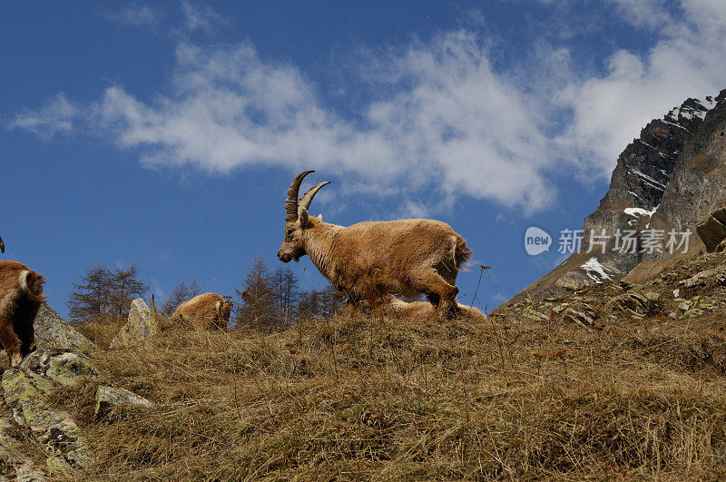 高山山羊 (Capra ibex ibex)